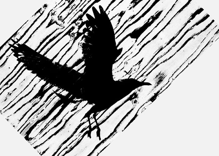 Seagull #11