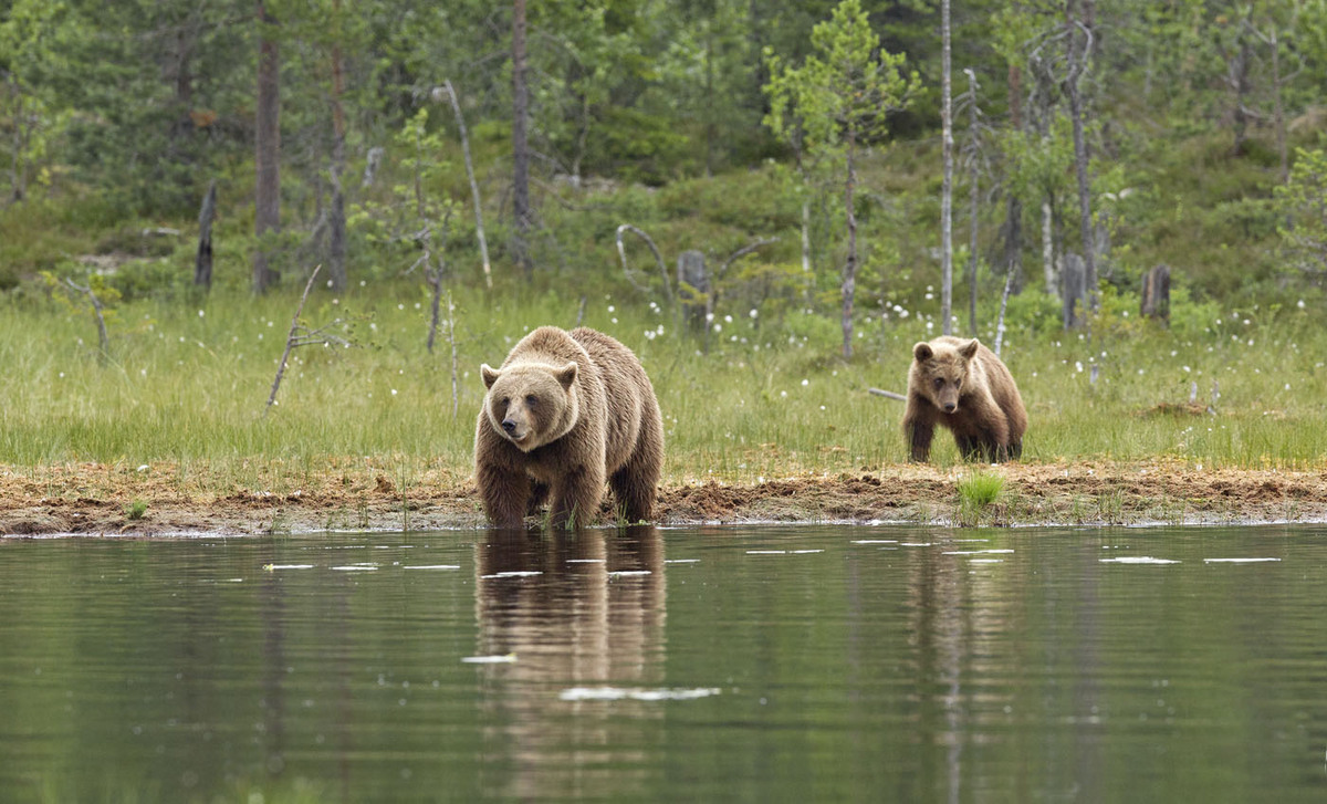 Brown Bear