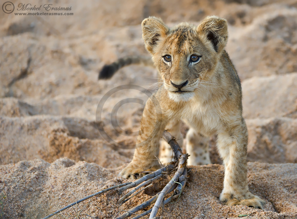 Lion Cub with Attitude