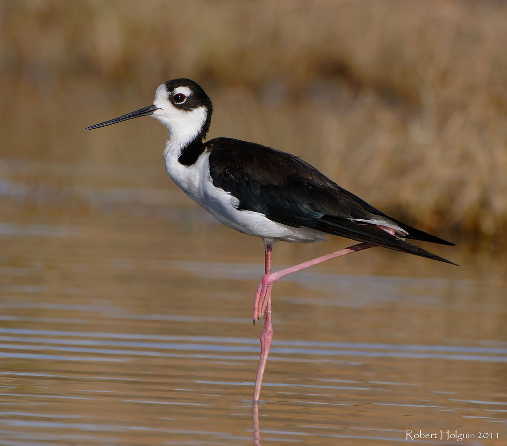 Black-Necked Stilt