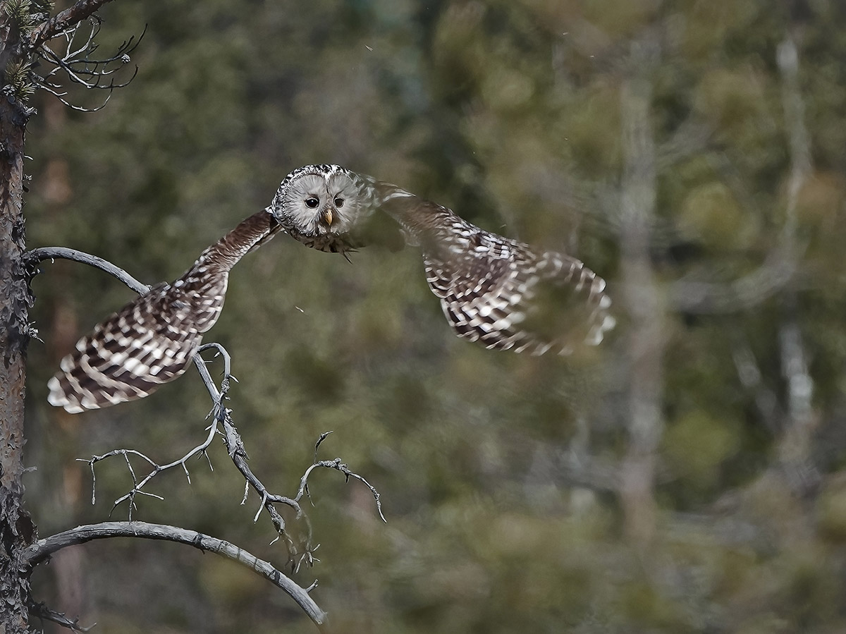 Angry owl