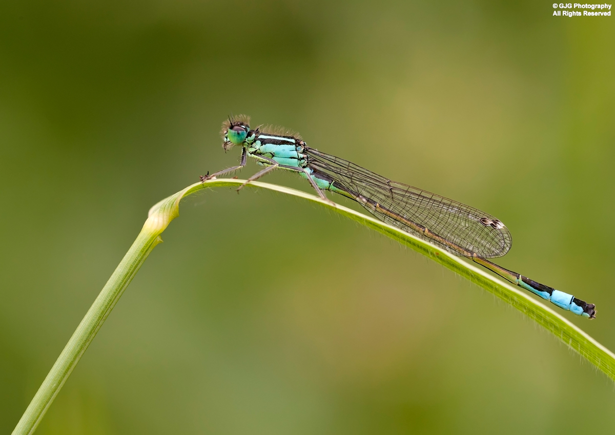 Damselfly
