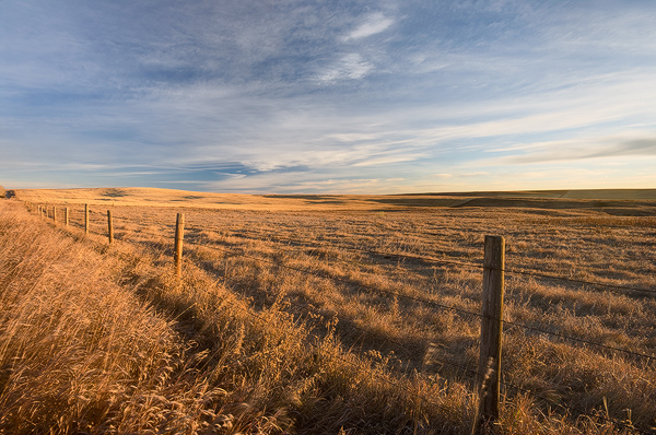 Bronzed Prairie