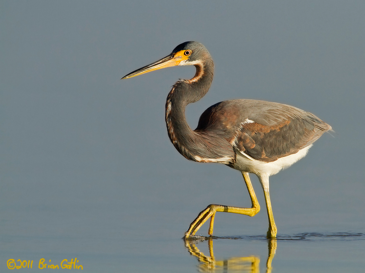 Tricolored Heron