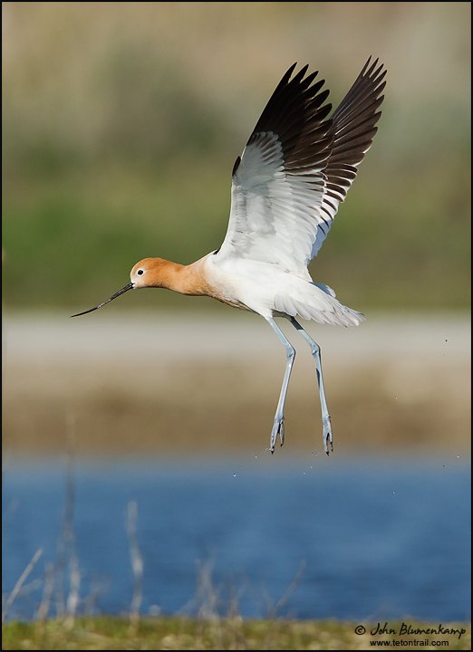 Avocet
