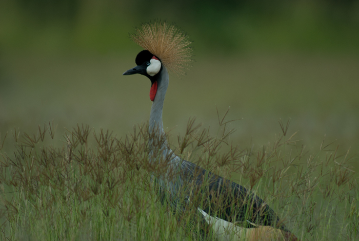 Crowned crane