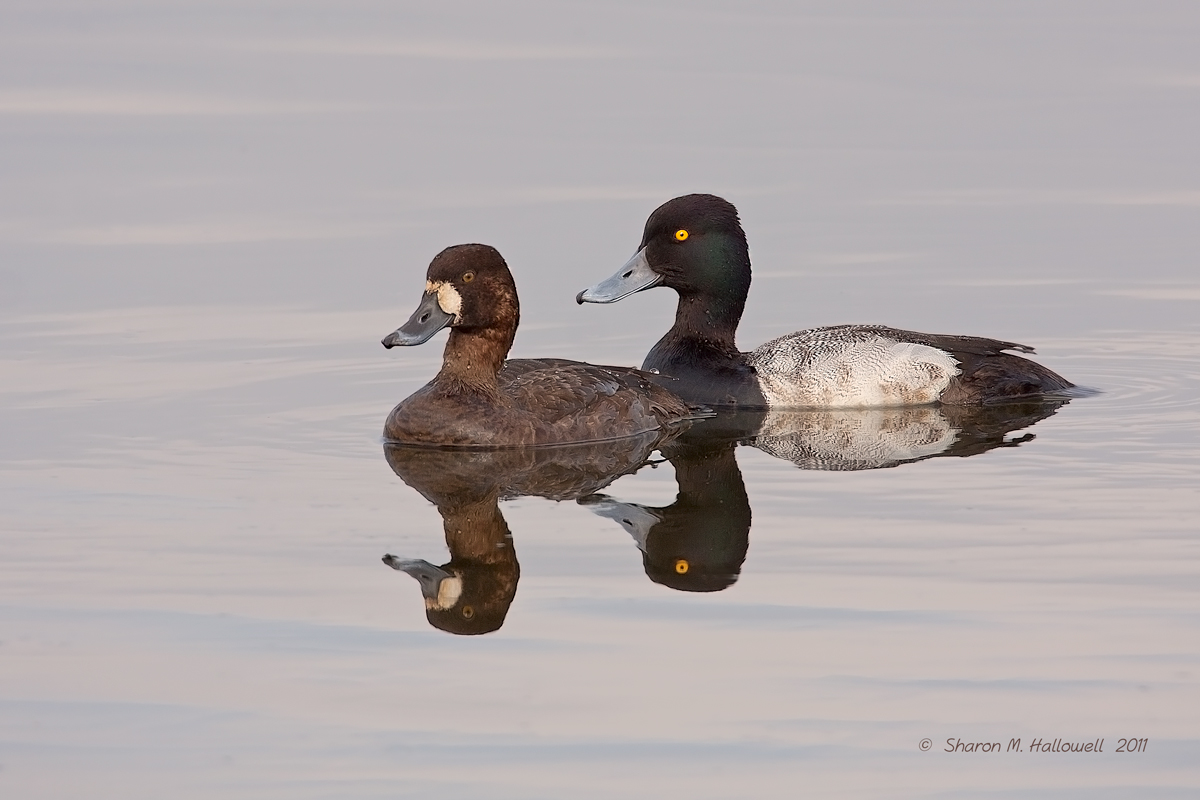 Lesser Scaup Pair