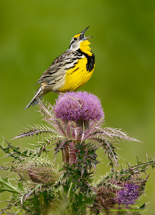Eastern Meadowlark