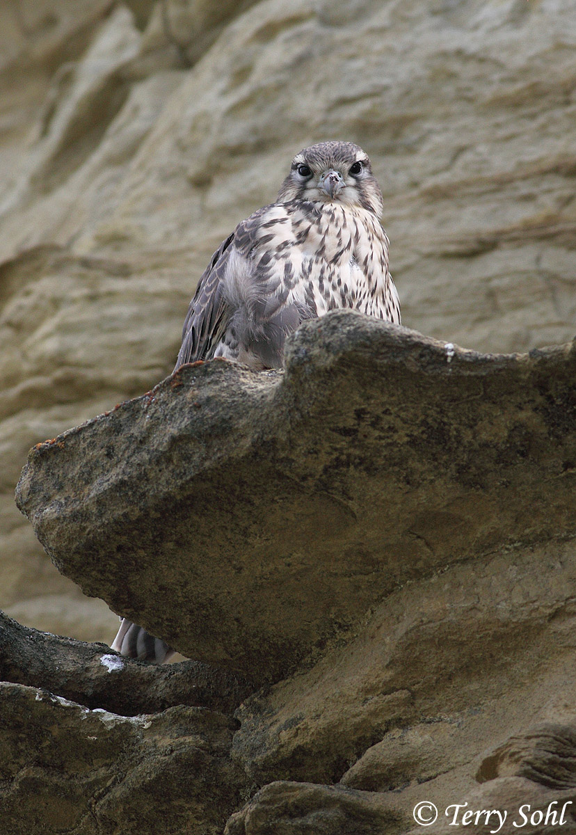 Prairie Falcon