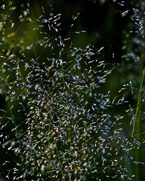Witch Grass