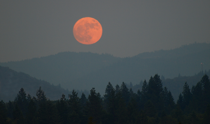 Full Moon, Forest Fire