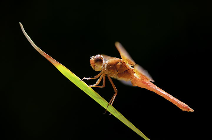 Firecracker
