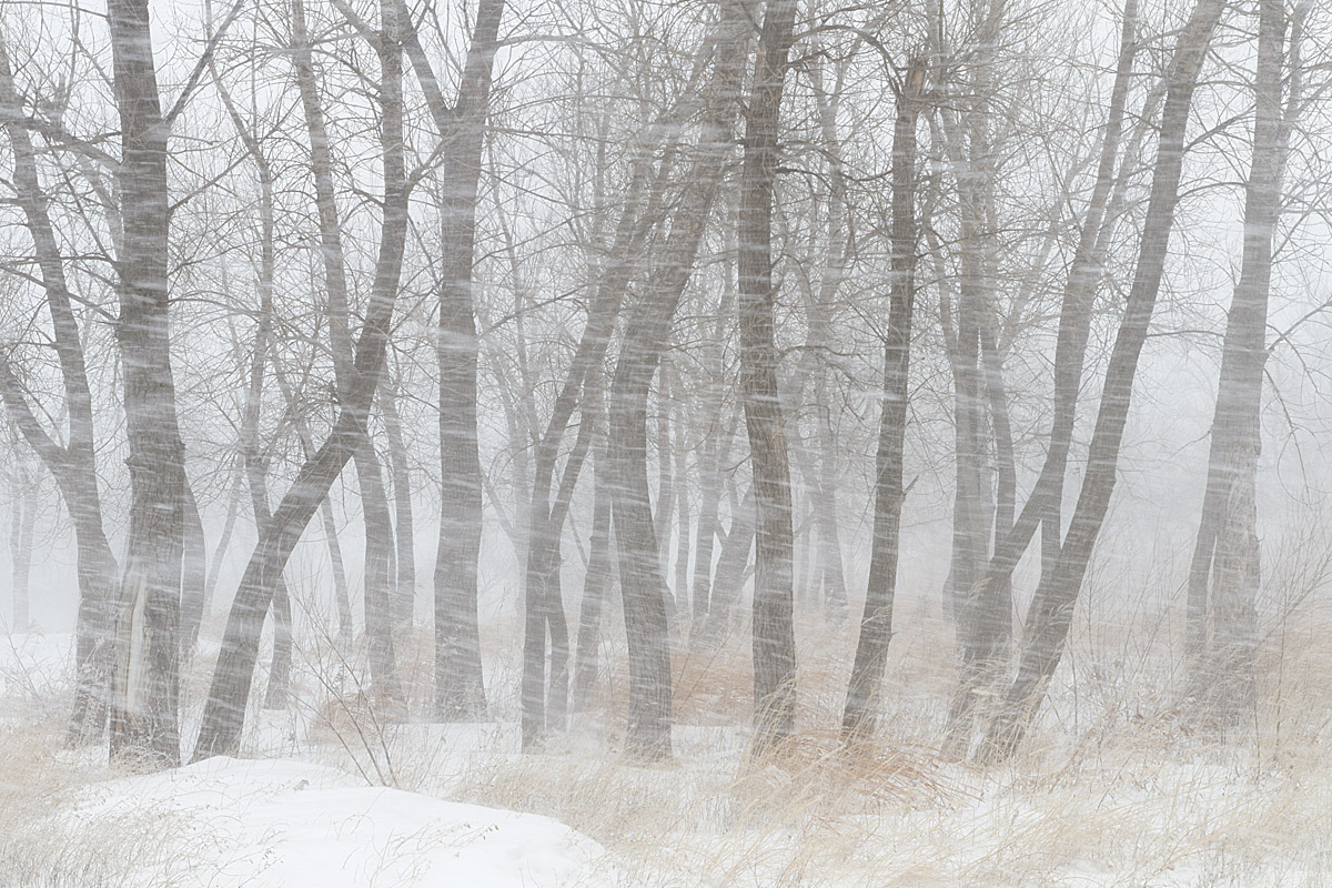WC 496 - Blizzard