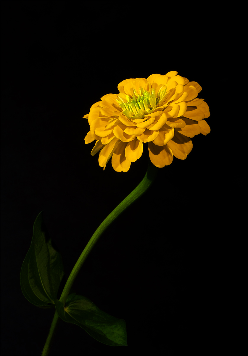 Yellow Zinnia