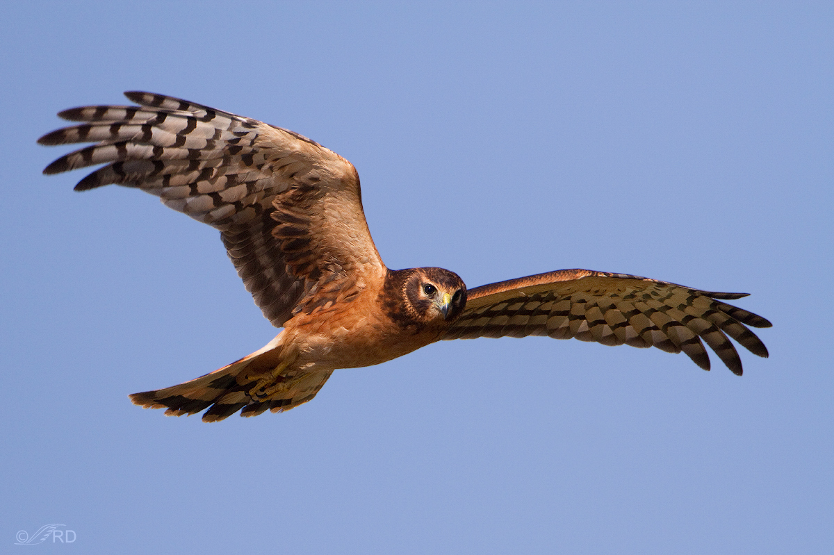 Northern Harrier