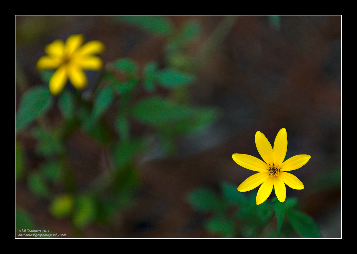 Little Yellow Flower
