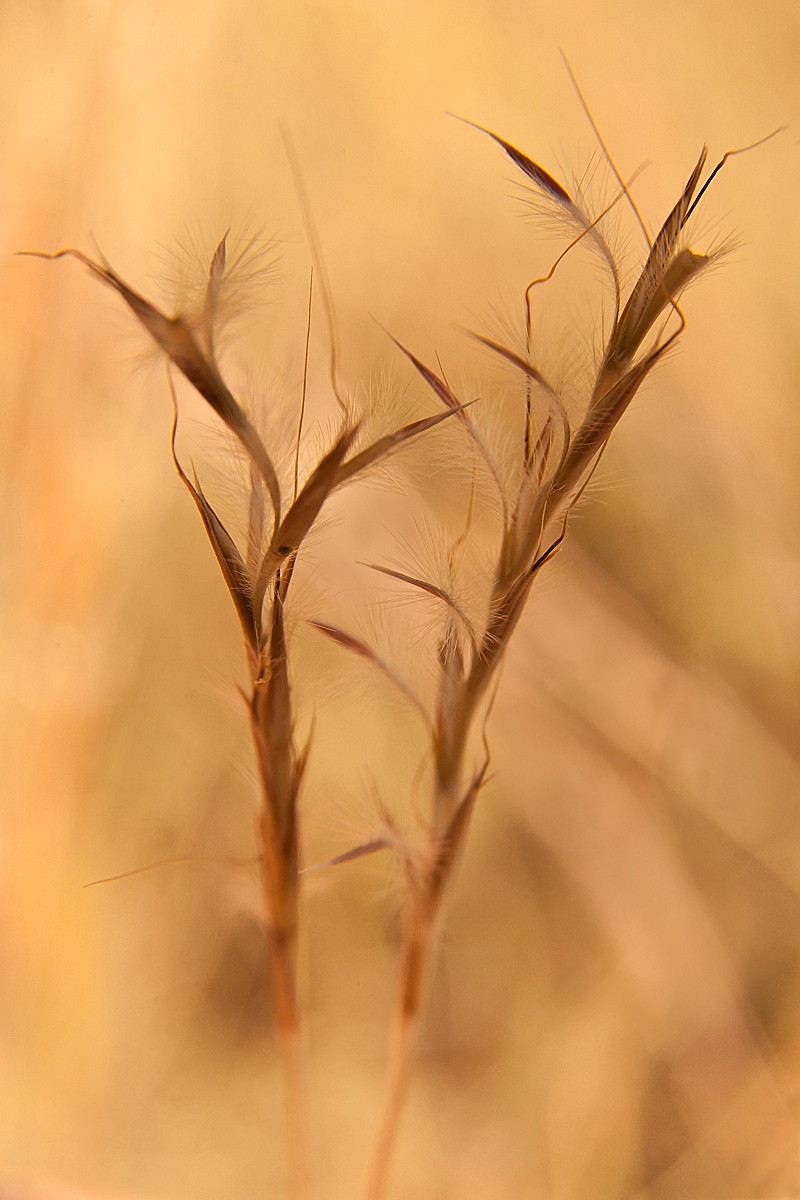 Grass