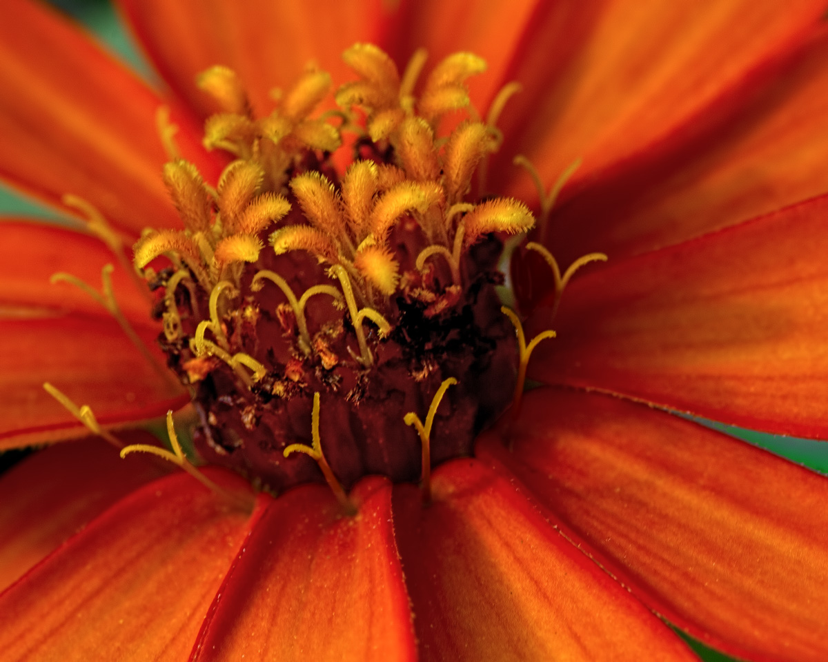 Zinnia + 2nd image & ?