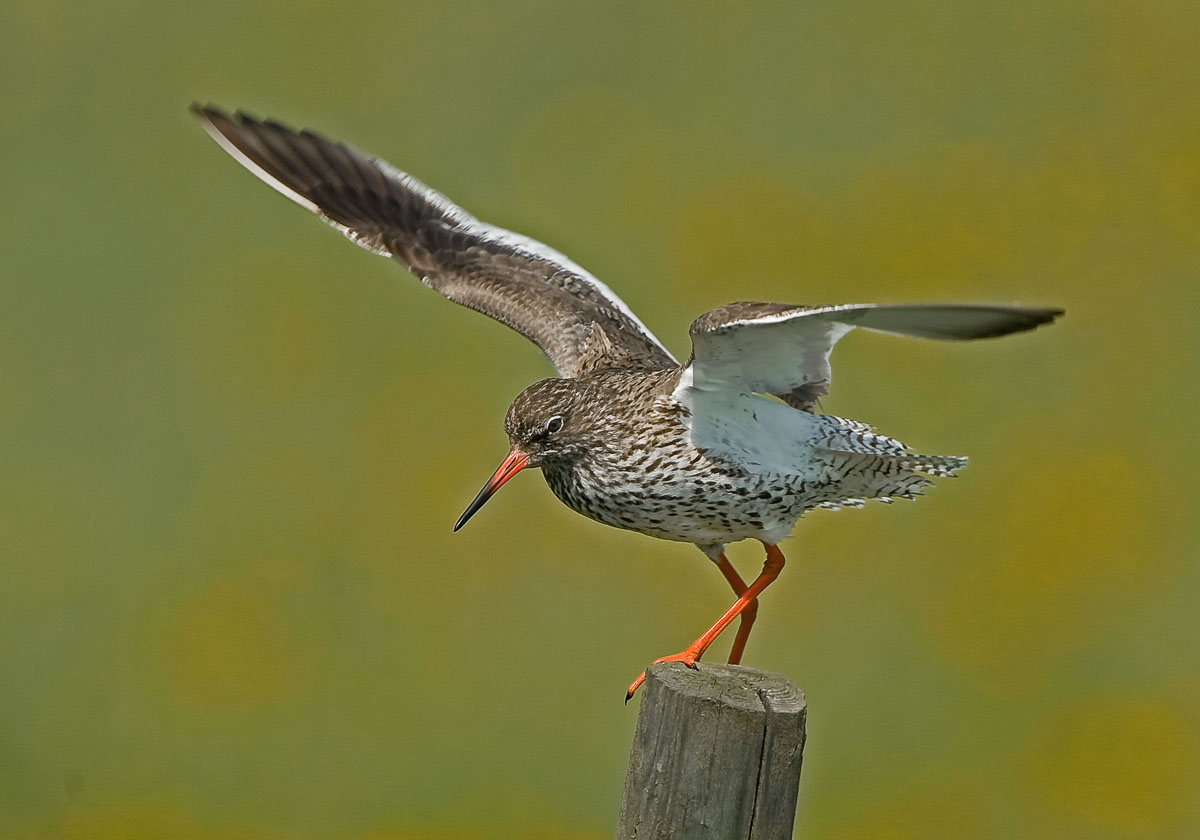 Redshank