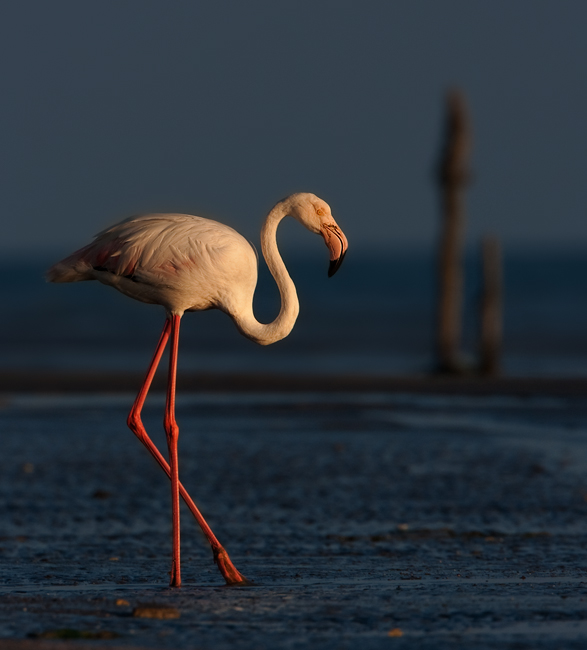 Greater Flamingo