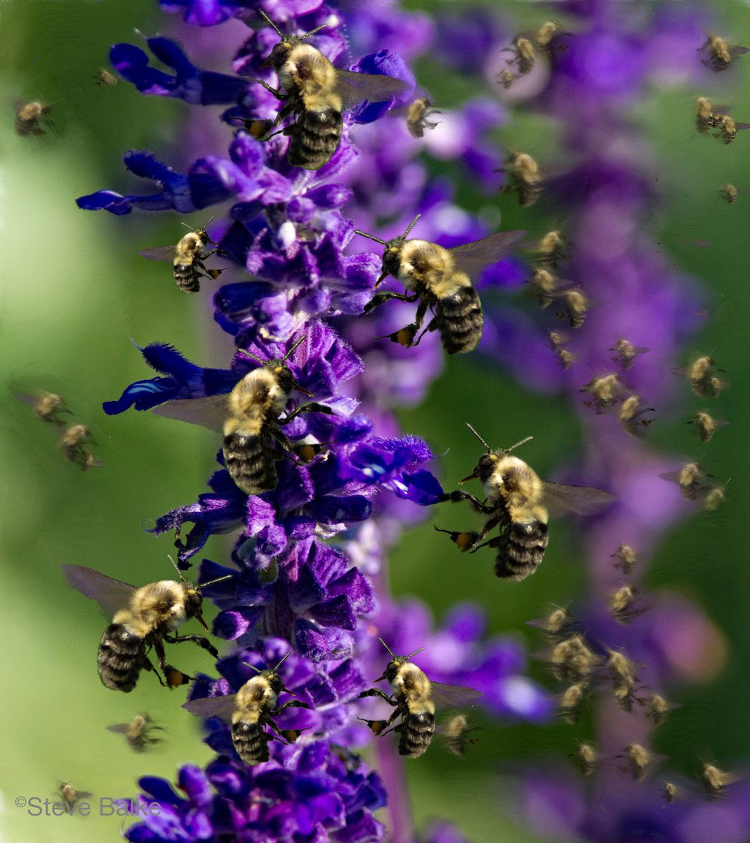 Flower Sex Fantasy