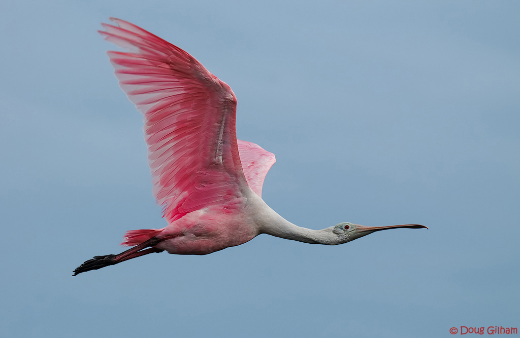Roseate Flight & repost