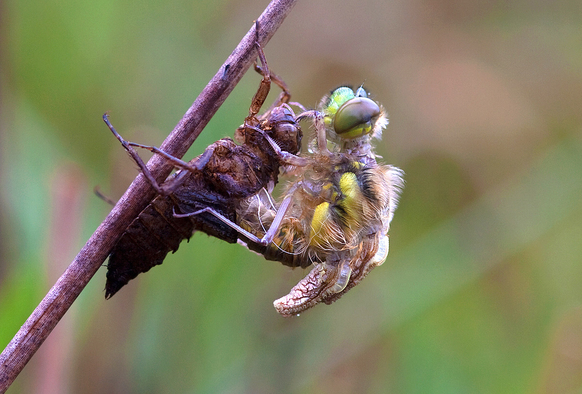 EMERGING DRAGONFLY