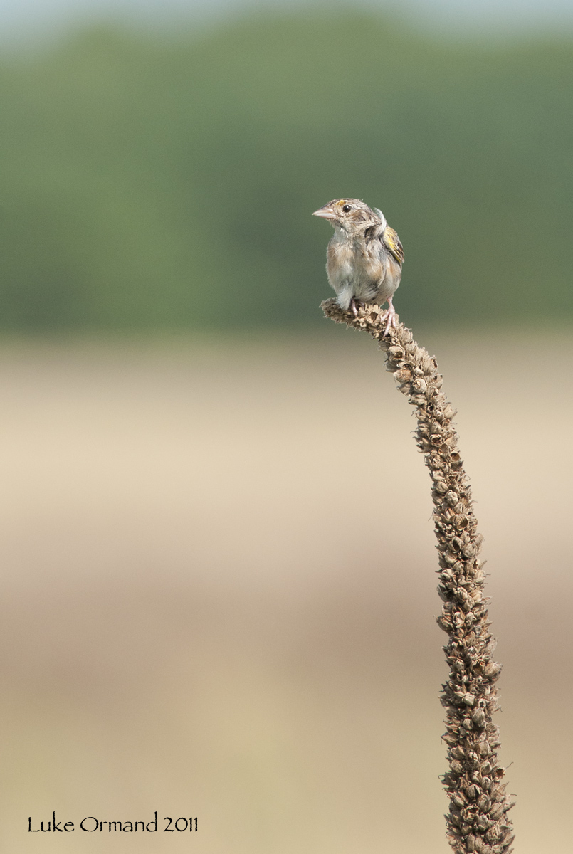 Grasshopper Sparrow