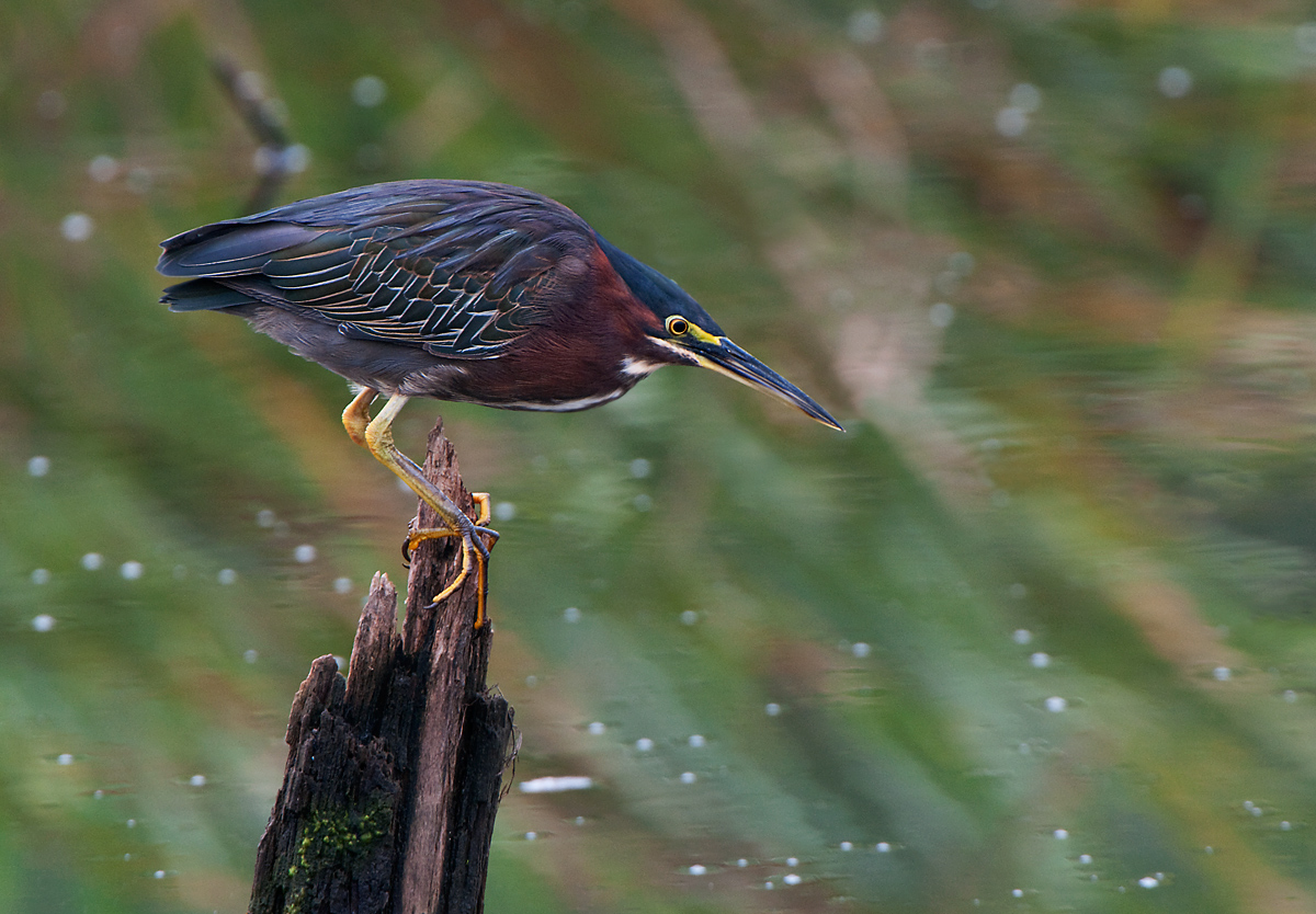 green heron