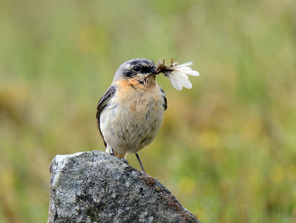 Wheatear.