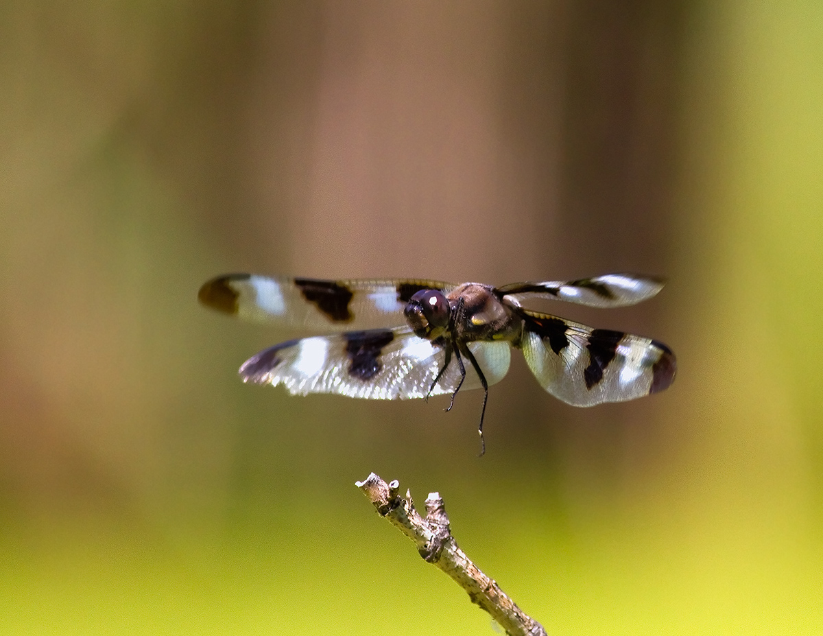 Twelve-Spotted Skimmer