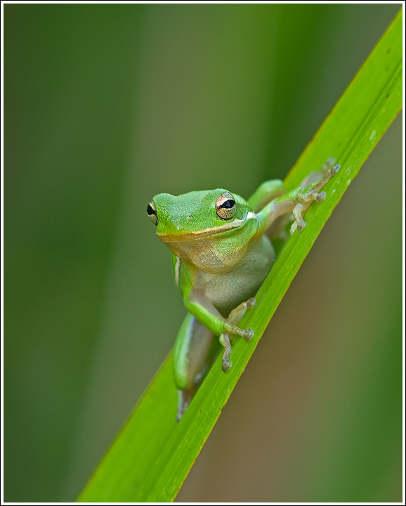 Another Tree Frog