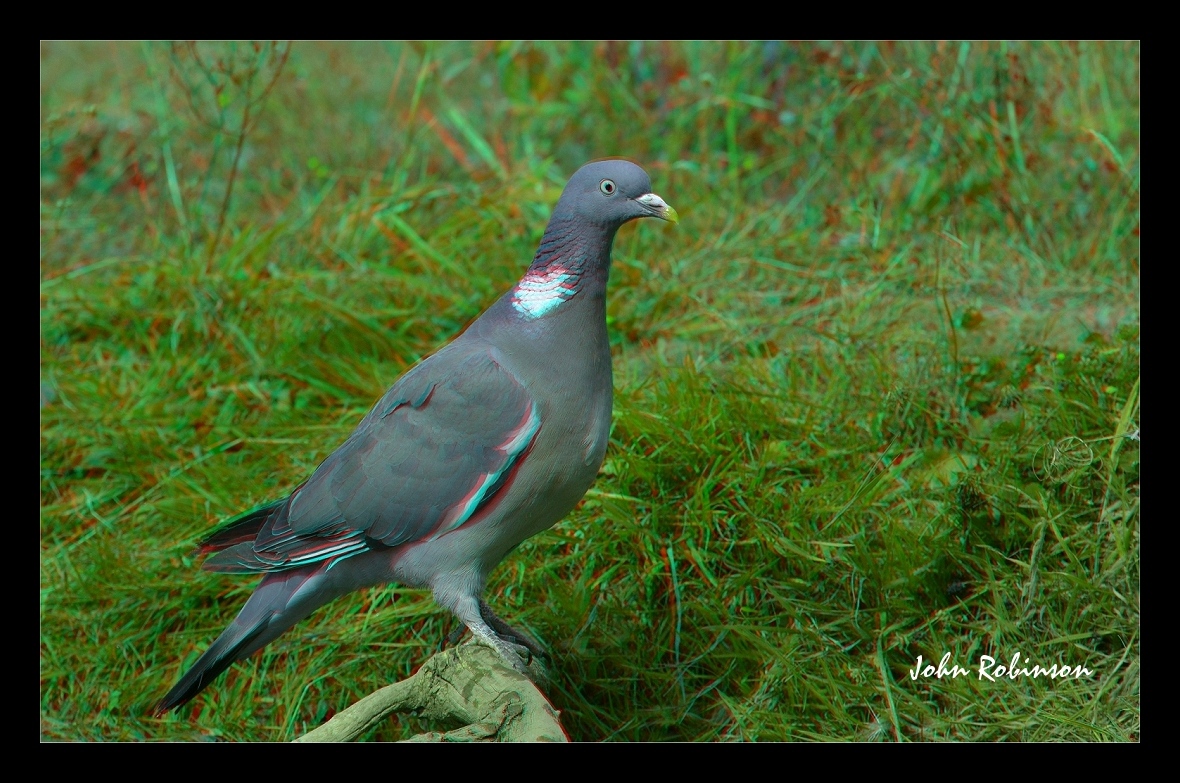 Wood Pigeon (Anaglyph)