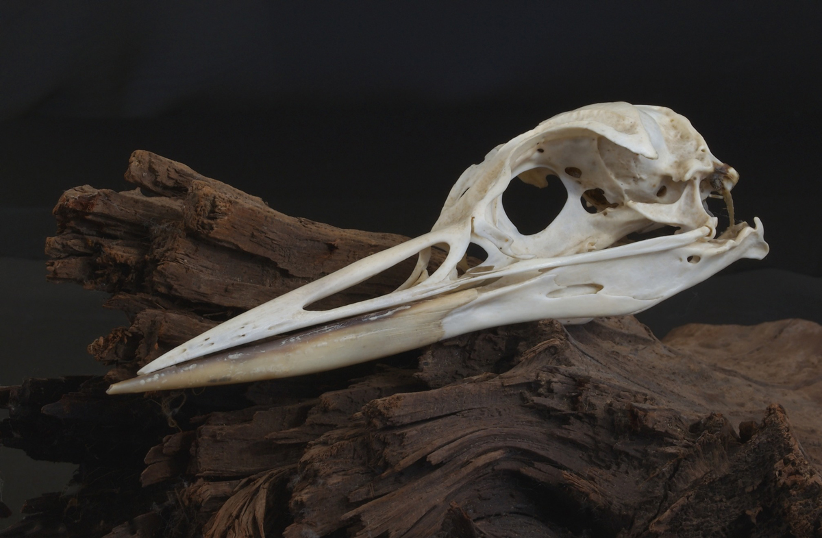 Loon (?) Skull?