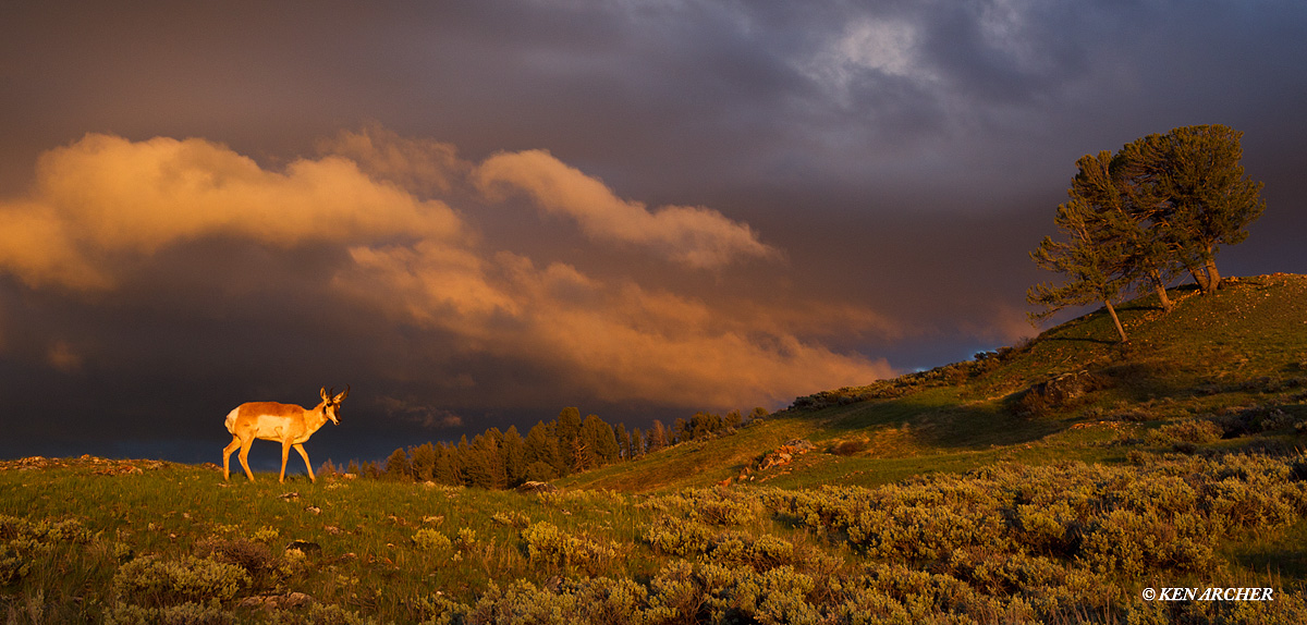 Young Pronghorn, Sunset