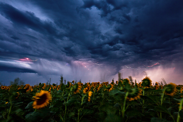 More Shocking Sunflowers II