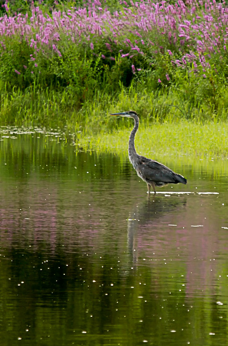 Great Blue Heron