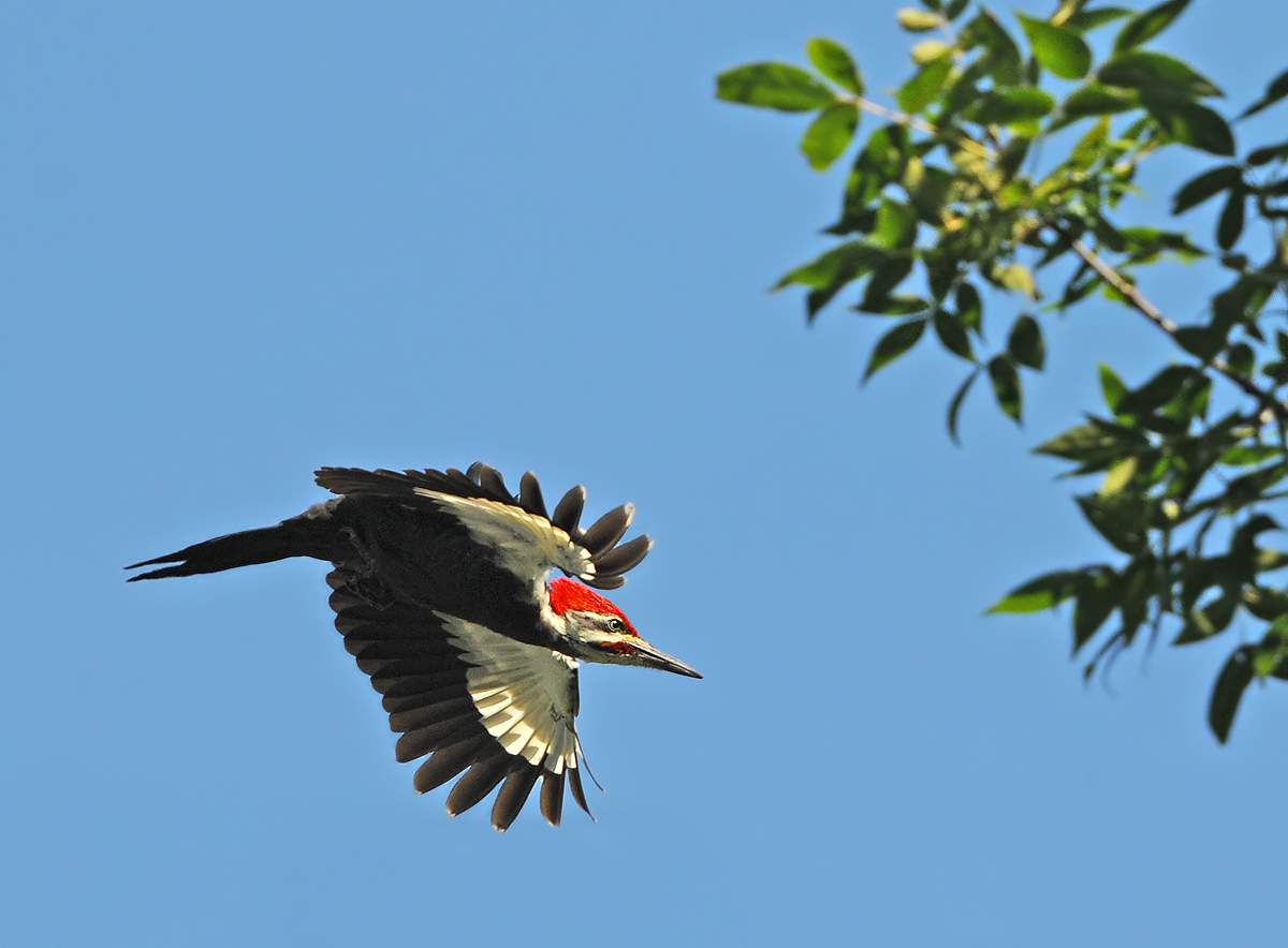 Pileated Woodpecker