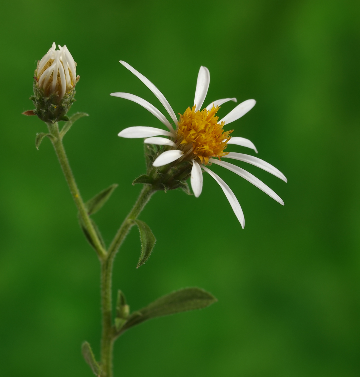 UKnw Wildflower REPOST