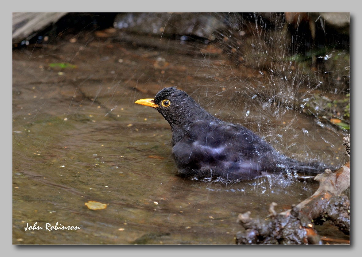 Bathing blackbird + rotation.