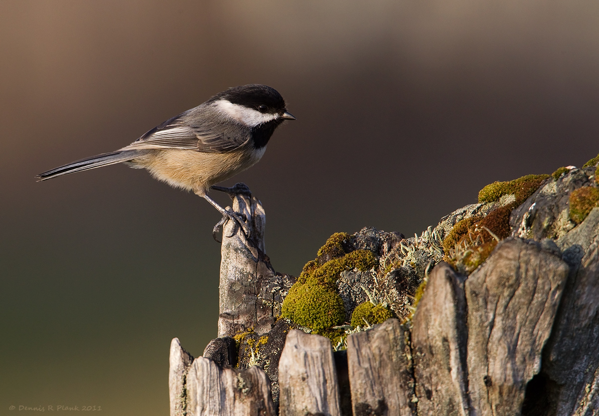 Black-Capped Chickadee
