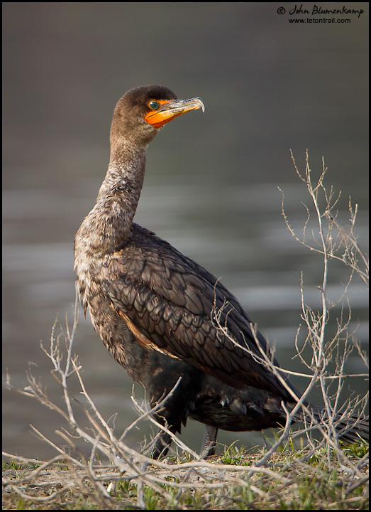 Cormorant