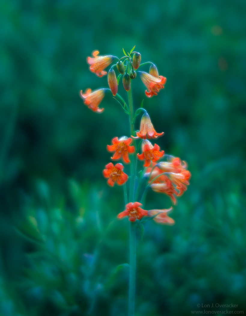 Alpine Lily +alt crop
