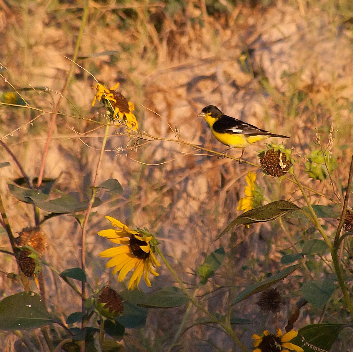 Lesser Goldfinch