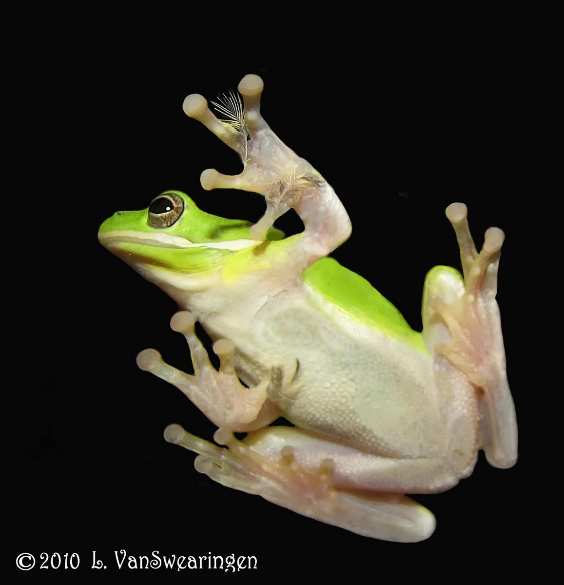 Feathered Frog