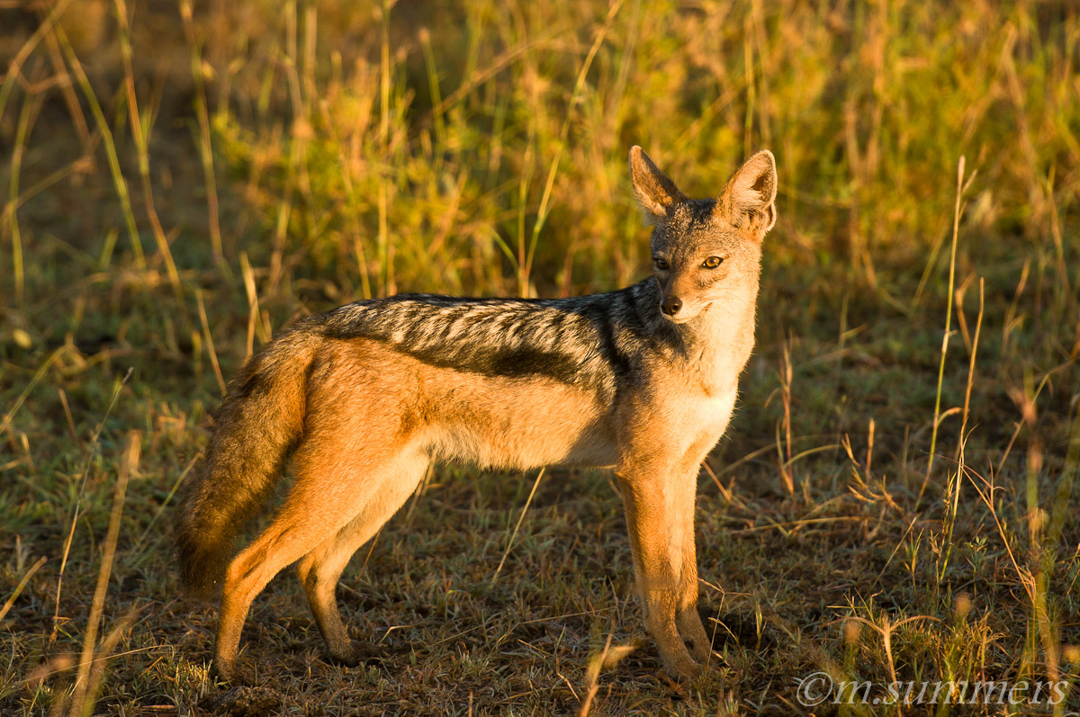 Black-backed jackal
