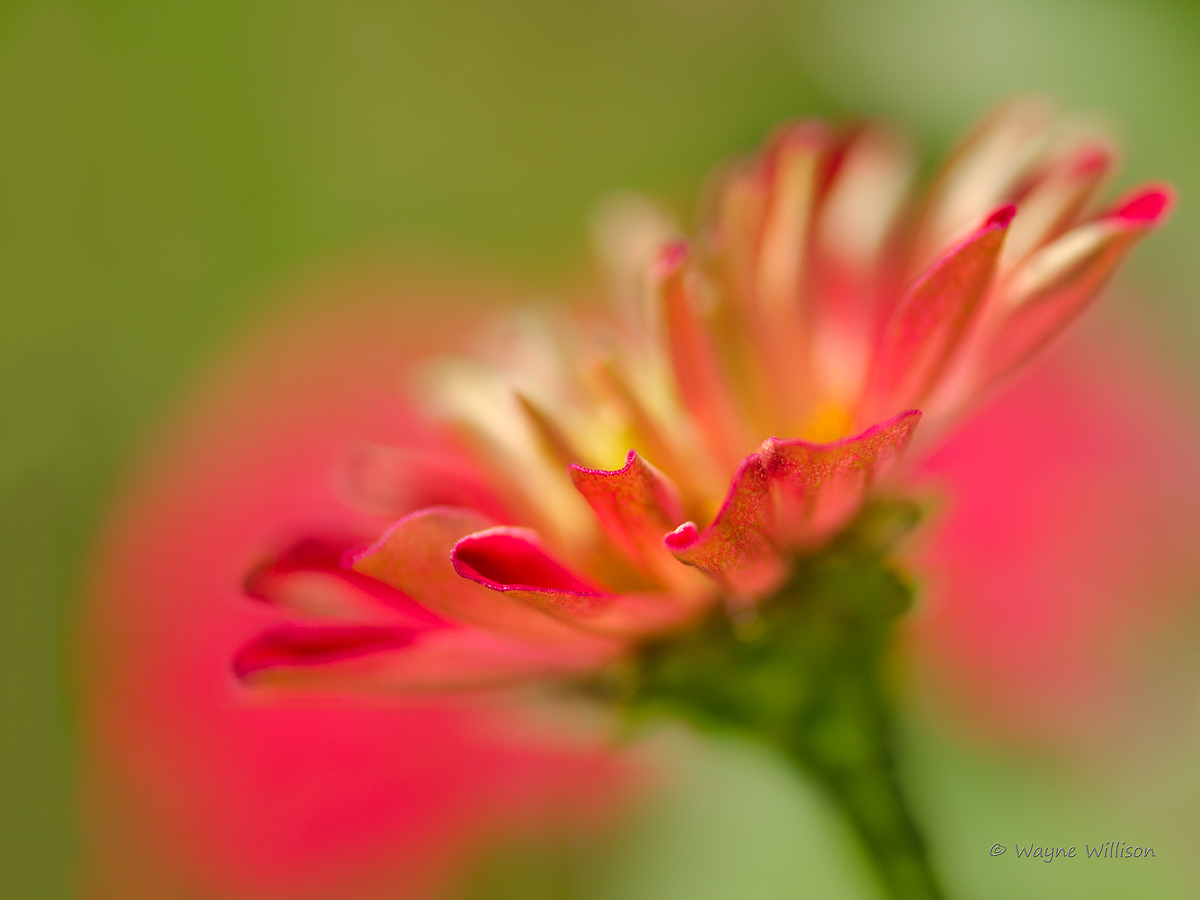 Red Impressions