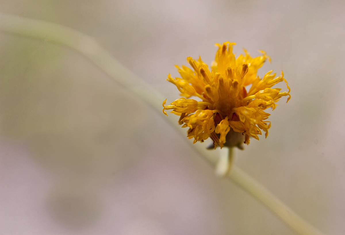 Yellow Flower