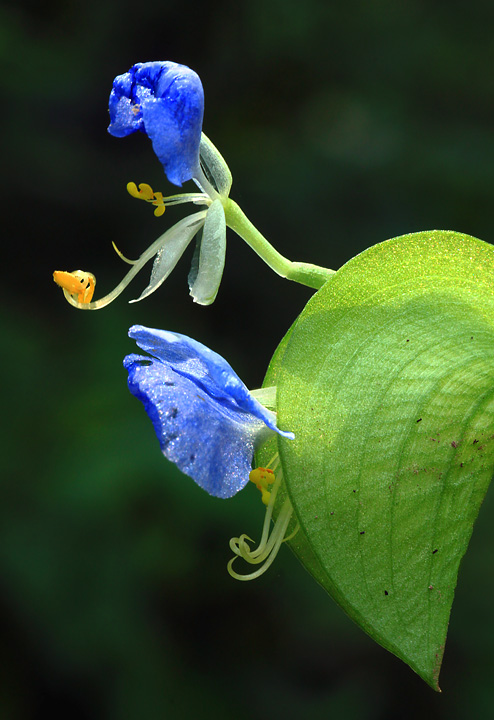 Creekside wildflower