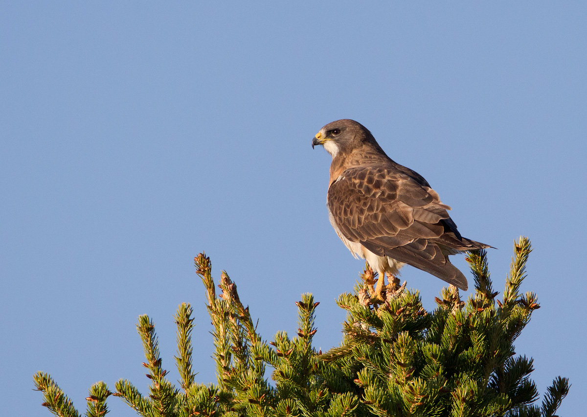 Swainson's hawk